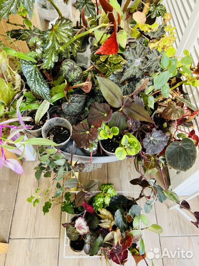 Комнатные растения