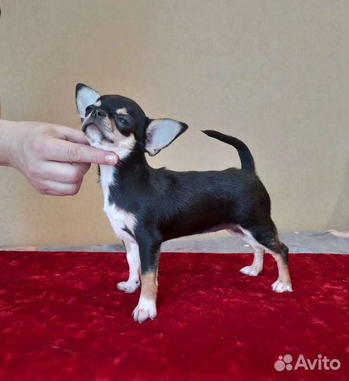 Чихуахуа девочка