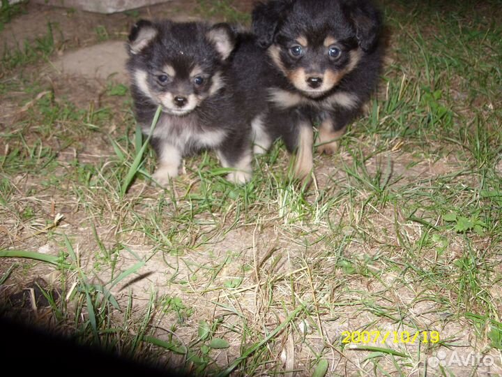 Щенки