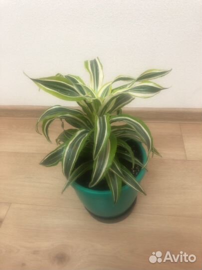 Драцена душистая