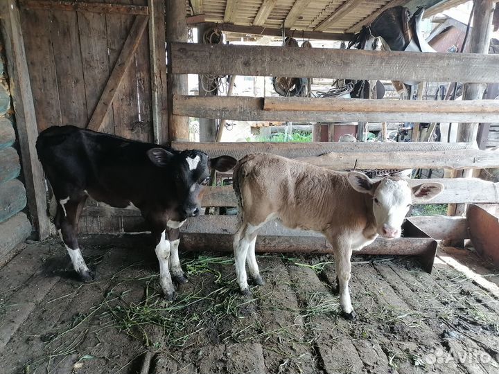 Обменяю тёлочку на бычка