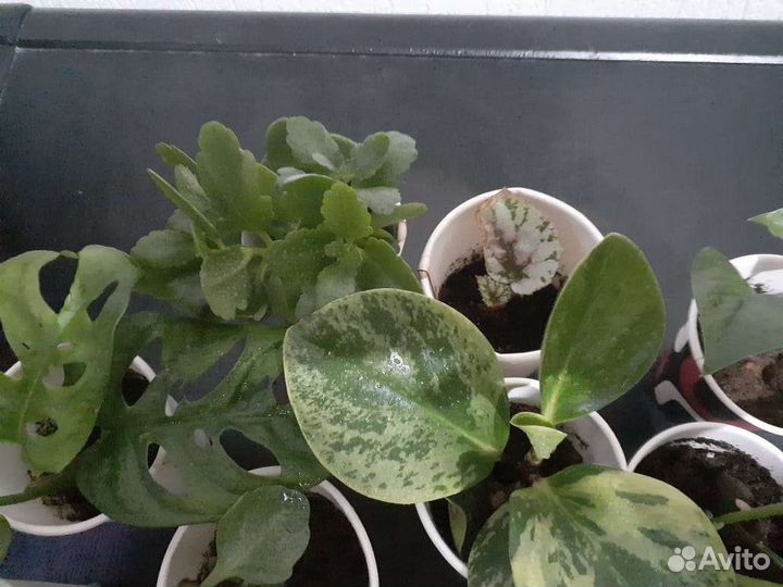 Комнатные растения цветы