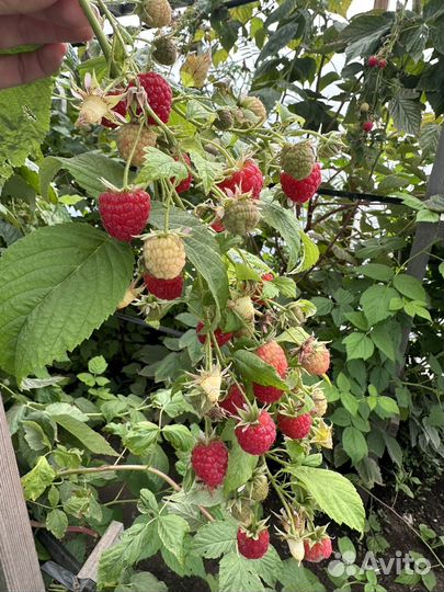 Саженцы малины Маравилла