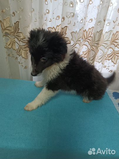 Щенулька ищет дом