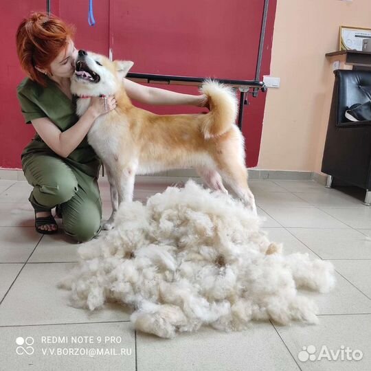 Стрижка собак и кошек