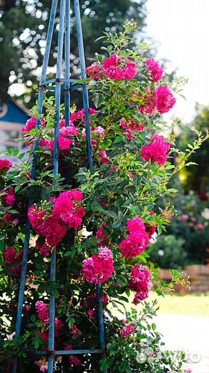 Саженцы роз собственной прививки