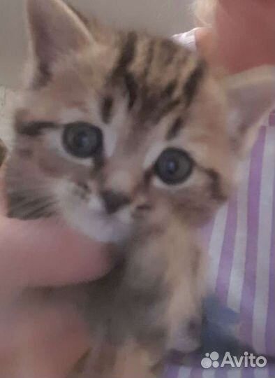 Британская кошка бесплатно