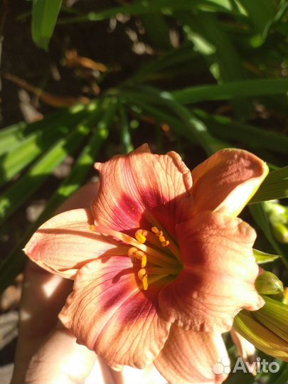 Лилии и лилейники