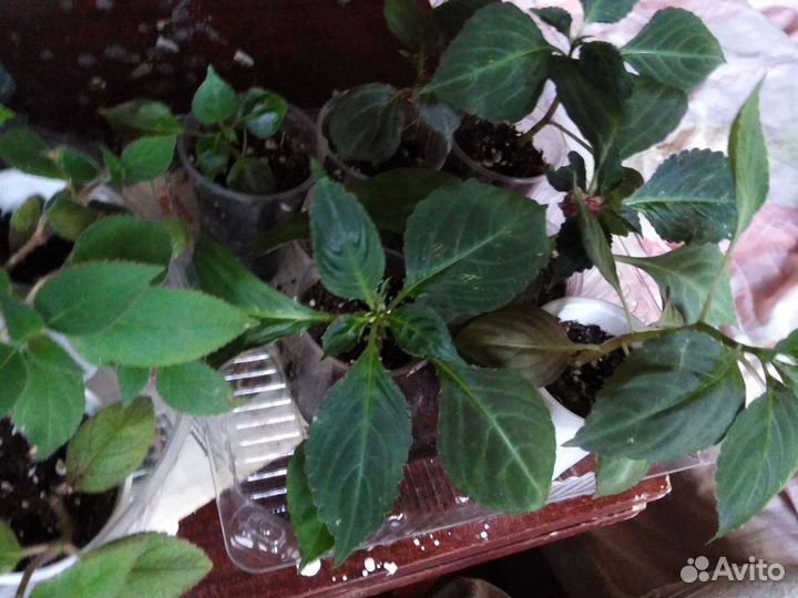 Бальзамин махровый клубника со сливками