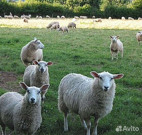 Мясо баранины