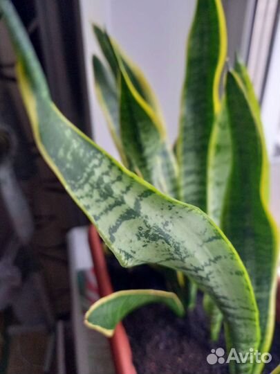 Сансевиерия