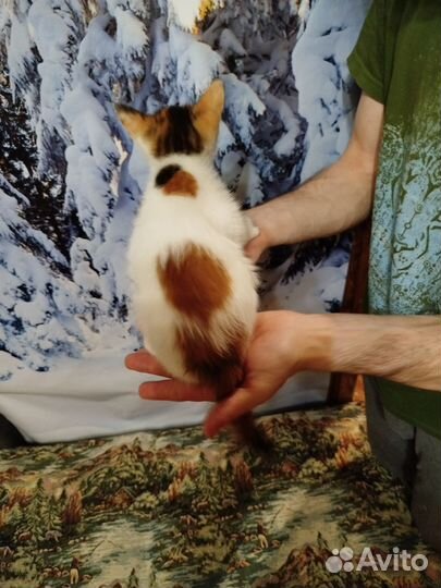 Котенок девочка в добрые руки