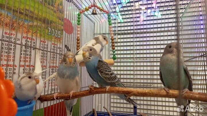 Волнистый попугай