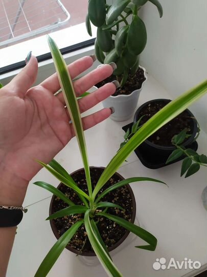 Комнатные цветы хойя,декабрист,фиалка,хлорофитум