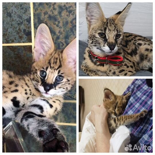 Саванна котята ручные