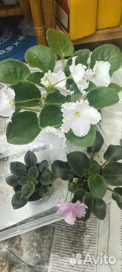 Набор фиалок