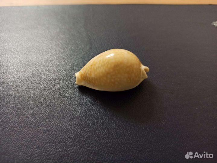 Морская раковина