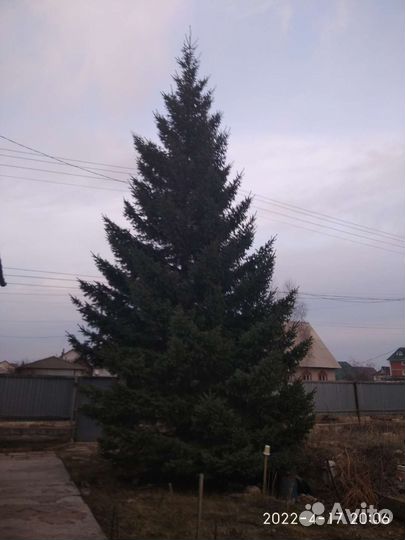 Ель голубая