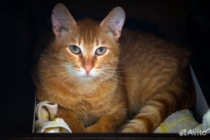 Рыжик и Тася ищут дом