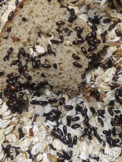 Жук знахарь