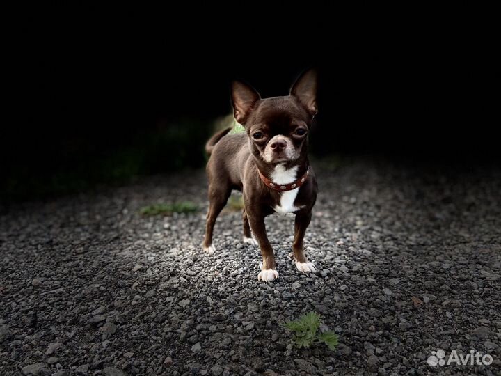 Вязка кобель чихуахуа