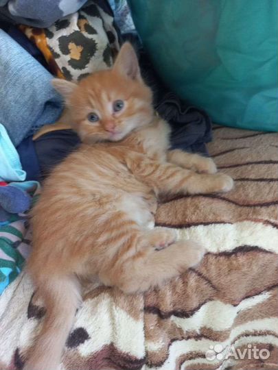 Кошки бесплатно