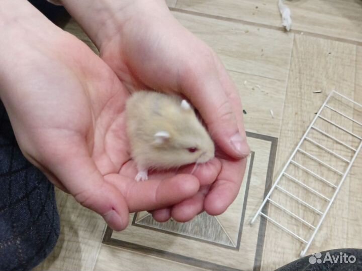 Джунгарский хомяк