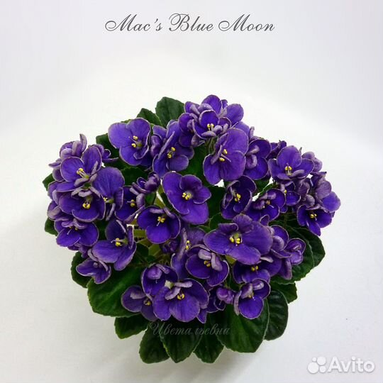 Черенки сортовых миниатюрных фиалок