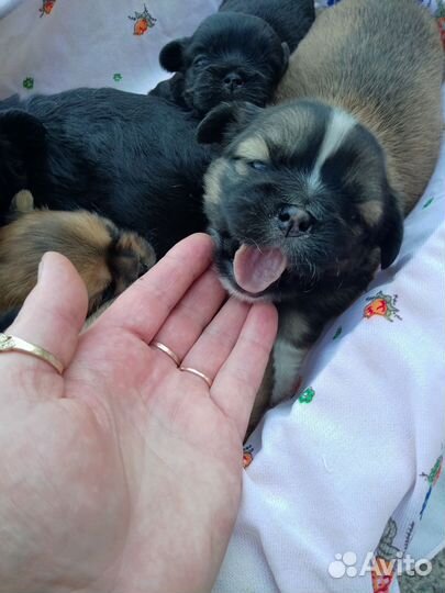 Щенки пекинеса