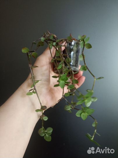 Традесканция