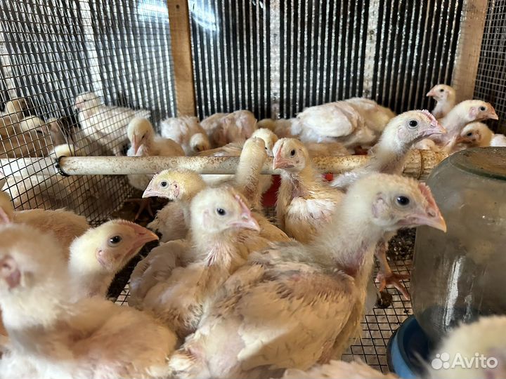 Цыплята бройлеры разного возраста