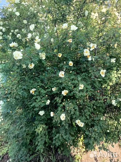 Шиповник белый махровый