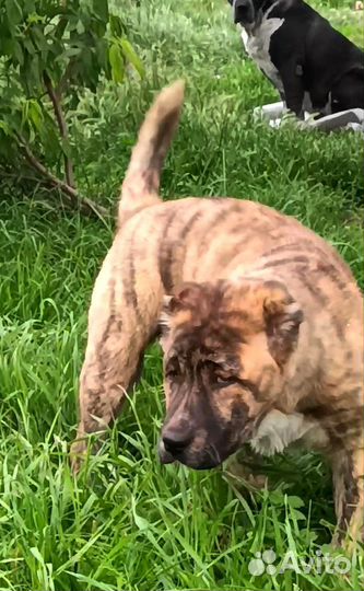 Щенки алабая-черные, тигровые,белые туркмены