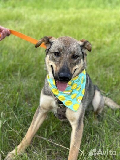 Солнечная малышка из приюта