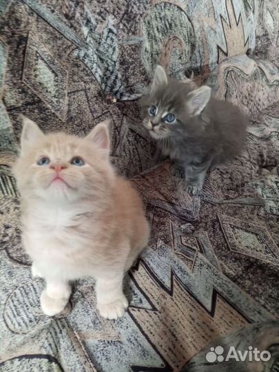 Котята Мейн-кун