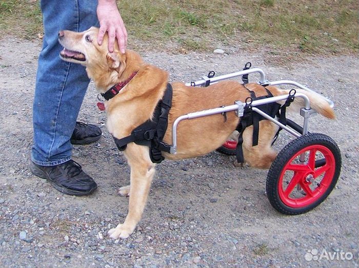 Коляска для собаки-инвалида