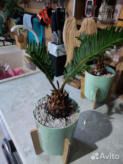 Пальмы цикас