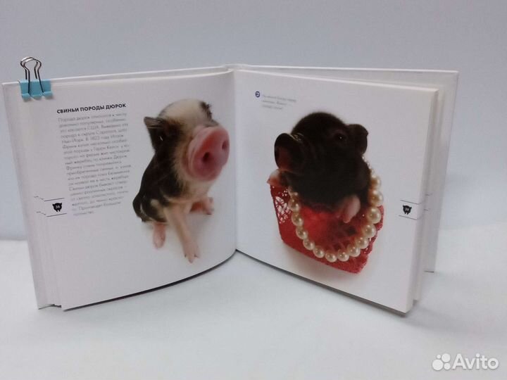 Хрюшки книга