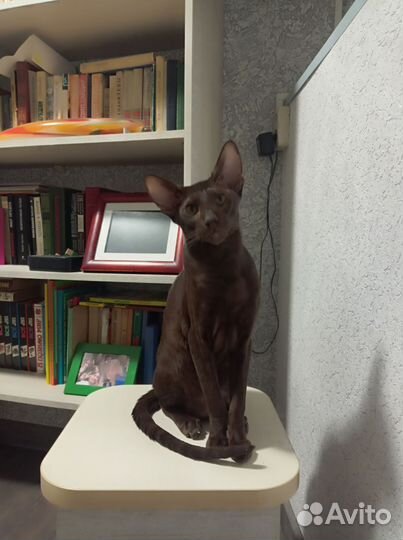 Ориентал.Кот