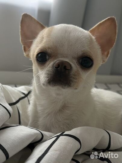 Вязка кобель чихуахуа Москва
