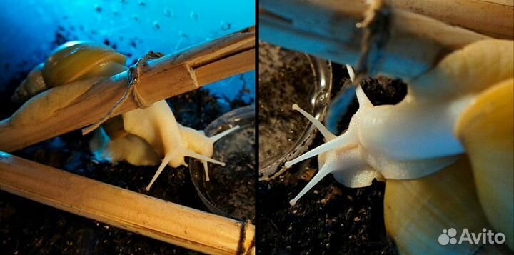 Улитка Ахатина Фулика (альбино) Лечебная / Питомец