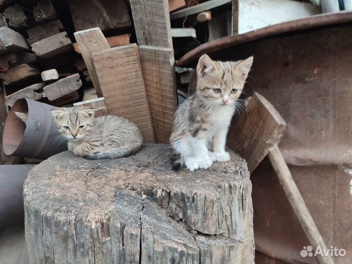 Котята даром