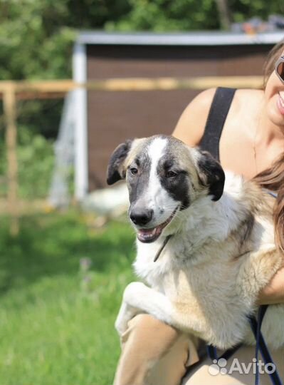 Русская псовая борзая