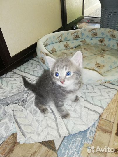 Отдам в добрые руки котенка