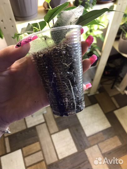 Фикус бенджамина Даниэль