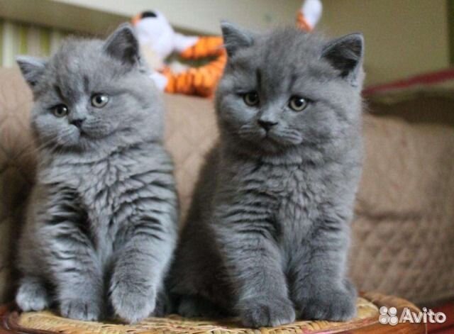 Британские голубые котята привиты
