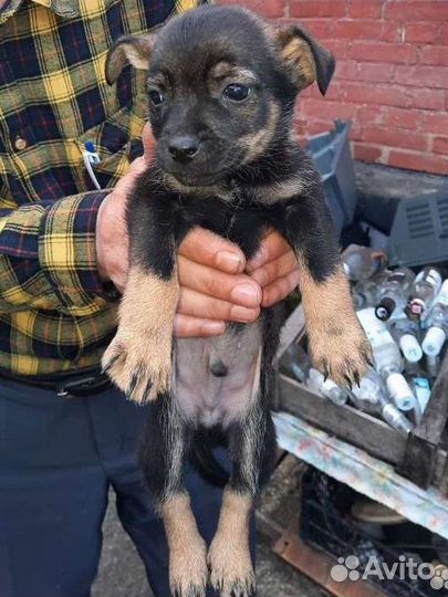 В добрые руки щенки