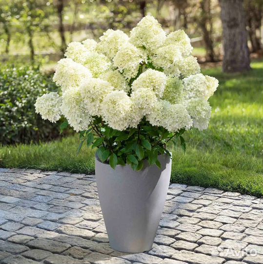 Вайт лайт, Гринлайт