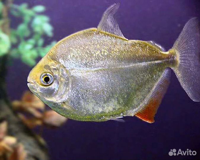 Аквариумные рыбки метиннисы