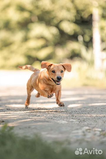 Малыш Ингар в добрые руки